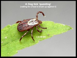 Picture of a Dog tick waiting for a host to brush past it (referred to as questing)