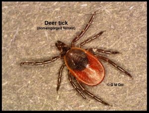 Photo of a Deer tick (non-engorged)