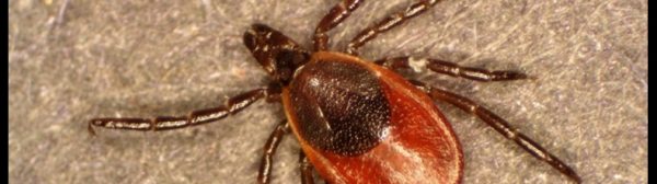 Photo of a Deer tick (non-engorged)