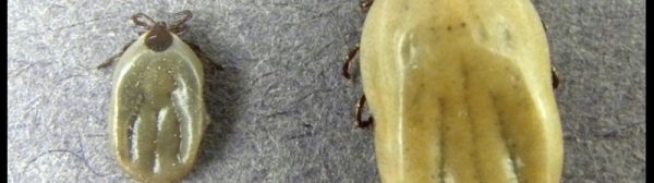 Photo showing an engorged Deer tick (left) and an engorged Dog tick (right) side-by-side