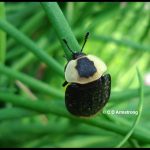 an American Carrion Beetle