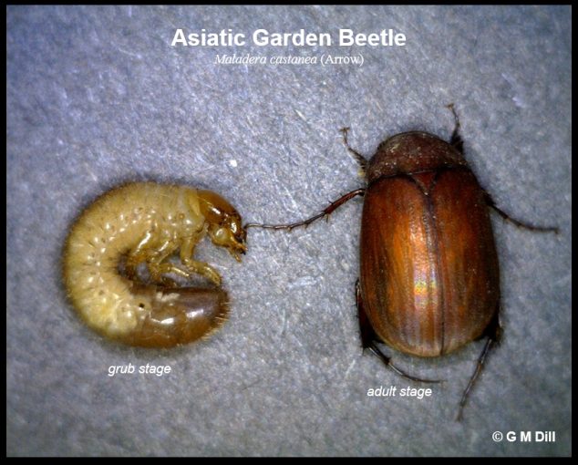 Asiatic Garden Beetle Home And Garden Ipm From Cooperative Extension University Of Maine 3261