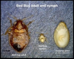 Photo comparing a Bed bug adult with a nymph, plus a sesame seed for size comparisons.