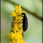 a Black Blister Beetle, named Epicauta pennsylvanica (DeGeer)