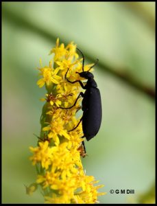 a Black Blister Beetle, named Epicauta pennsylvanica (DeGeer)