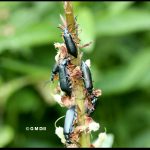 Photo of several blister beetles