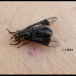 photo of a Deer fly preparing to bite a person