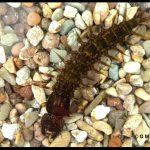 photo of a dobsonfly larva, also called a Hellgrammite