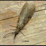 Photo of a Fishfly adult