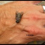 a Horse Fly on a person's hand