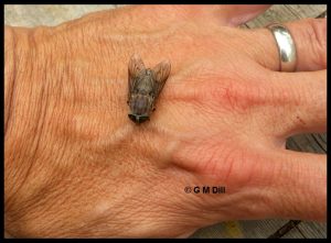 Photo of a horse fly on a person's hand (biting or preparing to bite)