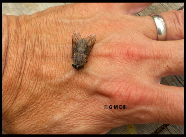 Horse Flies - Home and Garden IPM from Cooperative Extension