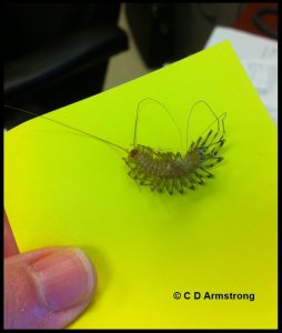 Photo of a House Centipede stuck to a yellow sticky card