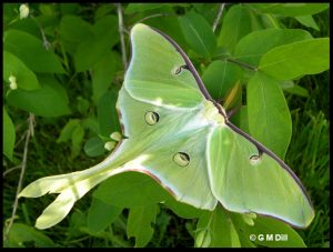 Photos: Caterpillars And What They Become - Home And Garden Ipm From 