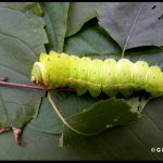 Luna Moth Caterpillar