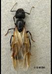 Photo of a winged carpenter ant queen