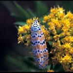 a Bella moth, also known as Beautiful Utetheisa, in the Utetheisa genus of tiger moths