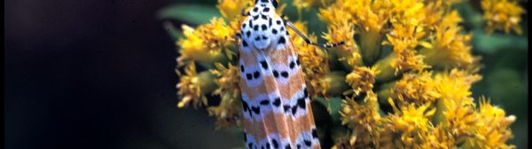 a Bella moth, also known as Beautiful Utetheisa, in the Utetheisa genus of tiger moths
