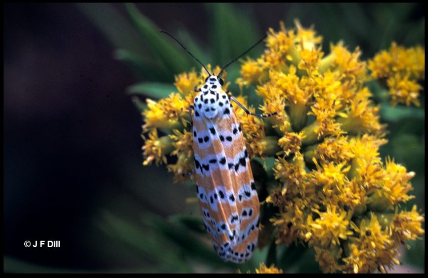 Beautiful Utetheisa Home And Garden Ipm From Cooperative Extension University Of Maine 0900