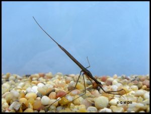 Photo of a Water Scorpion