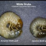 Example of two common types of White Grubs (European Chafer grub on left, and a Japanese beetle grub on the right)