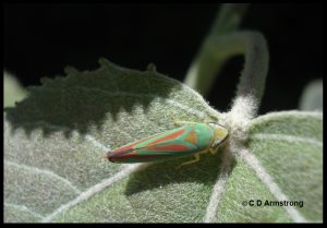 Species of leafhopper called Graphocephala coccinea (common name: candy-striped leafhopper)