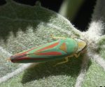 Photo of a Rhododendron Leafhopper in Greenville, Maine on August 26th, 2007