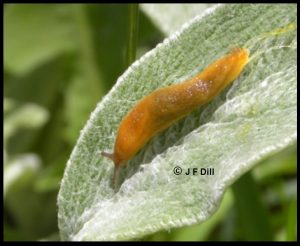 Photo of a Tawny Garden Slug