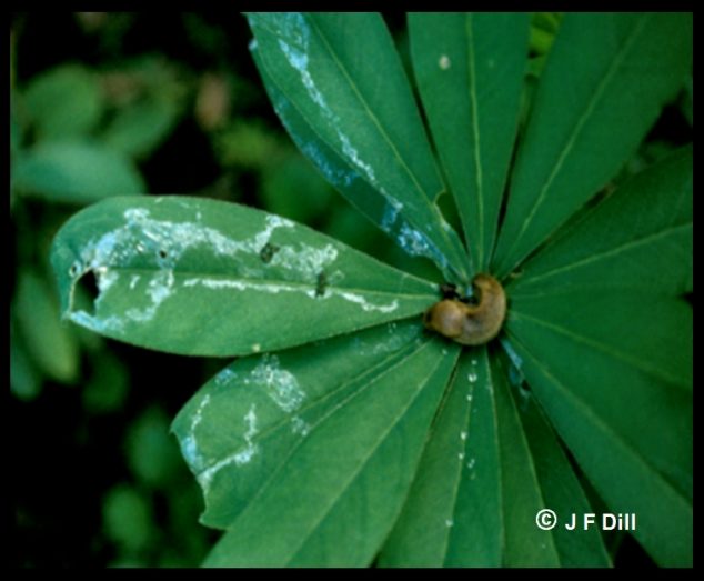 Slugs and Snails Home and Garden IPM from Cooperative Extension