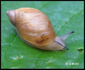 Photo of a small land-snail. This one is a Common Amber Snail (Succinea putris)