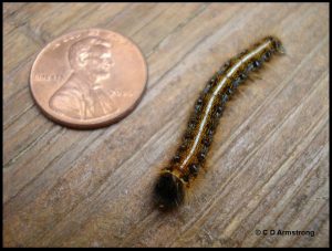 An eastern tent caterpillar next to a US penny for scale purposes