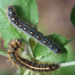 A photo that compares the Eastern Tent Caterpillar with a Forest Tent Caterpillar (one larva of each type is shown side-by-side)