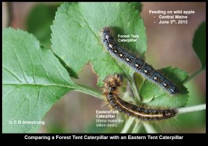 A photo that compares the Eastern Tent Caterpillar with a Forest Tent Caterpillar (one larva of each type is shown side-by-side)