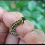 Photo of an Introduced Pine Sawfly larva on a person's hand, for scale purposes.