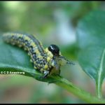 Photo of an Introduced Pine Sawfly (July, 2015)