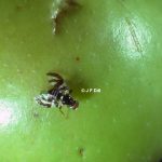 Photo of an Apple Maggot fly resting on a green apple