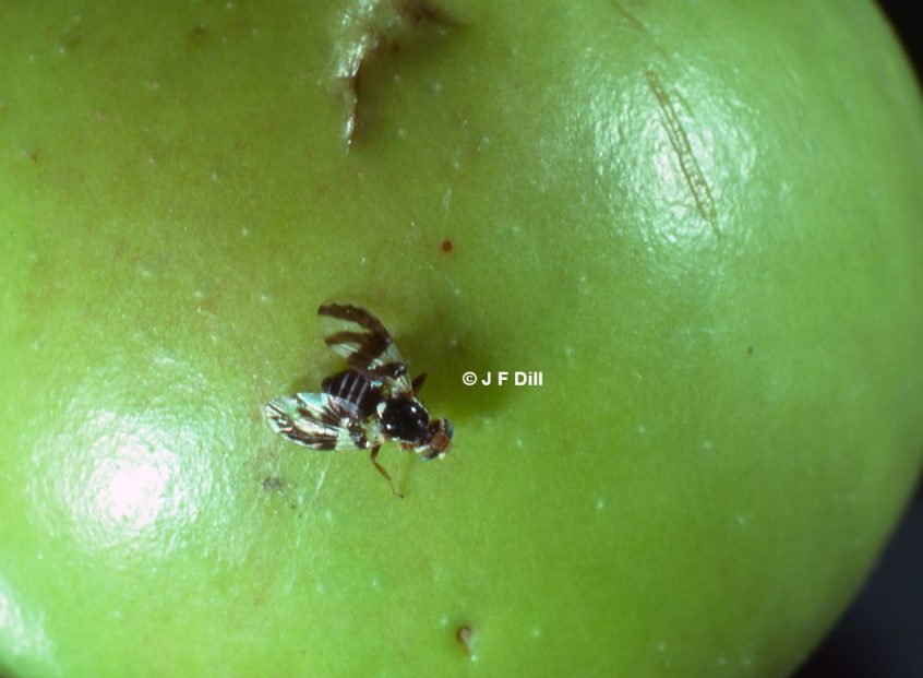 Apple Maggot - Home And Garden IPM From Cooperative Extension ...