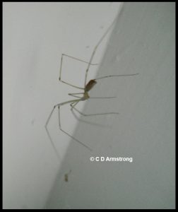 Photo of a Cellar Spider
