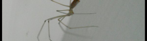 Photo of a Cellar Spider