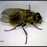 photo of a cluster fly