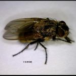 photo of a cluster fly