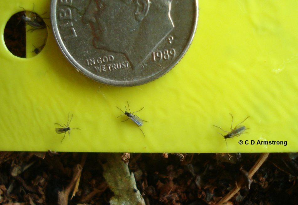 fungus-gnats-home-and-garden-ipm-from-cooperative-extension