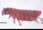 Dissecting scope image of a red springtail
