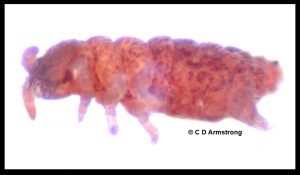 Dissecting scope photo of a red-colored springtail