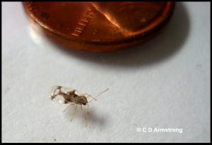 Photo of an adult azalea lace bug beside a US penny