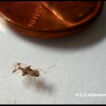 photo of a lace bug adult beside a US penny