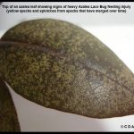 Top of an azalea leaf showing signs of heavy azalea lace bug feeding injury