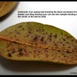 Signs of Azalea Lace Bug damage (and their excrement) on the underside of an azalea leaf