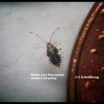 an Azalea Lace Bug nymph beside a U.S. penny