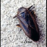 Photo of a Giant Water Bug